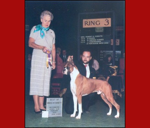 BOB -- Westminster Kennel Club - 1989