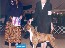 1st Show -- Reserve Winners Dog (4 point major) -- Boxer Club of Oklahoma --03/21/2001